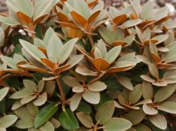 Rhododendron 'Special Dane', 40-60 cm, Rhododendron bureavii x pachysanthum 'Special Dane', Containerware