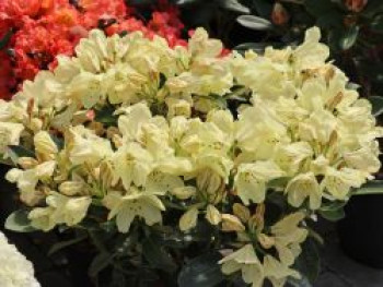 Rhododendron &#8218;Stadt Westerstede&#8216;, 25-30 cm, Rhododendron Hybride &#8218;Stadt Westerstede&#8216;, Containerware