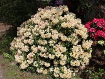 Rhododendron 'Stern von Japan', 20-30 cm, Rhododendron yakushimanum 'Stern von Japan', Containerware