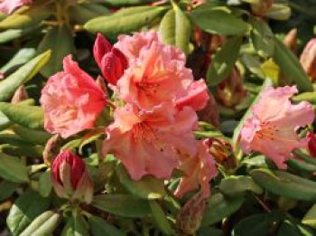 Rhododendron &#8218;Sun Glory&#8216;, 30-40 cm, Rhododendron Hybride &#8218;Sun Glory&#8216;, Containerware