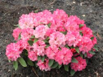 Rhododendron 'Tina Heinje', 30-40 cm, Rhododendron yakushimanum 'Tina Heinje', Containerware