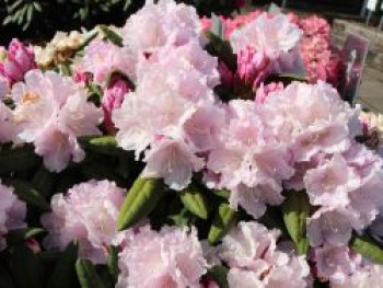 Rhododendron 'Trinity', 20-25 cm, Rhododendron yakushimanum 'Trinity', Containerware