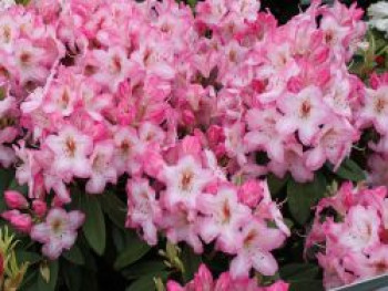 Rhododendron 'Ulrike Jost', 30-40 cm, Rhododendron Hybride 'Ulrike Jost', Containerware