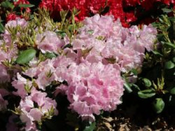 Rhododendron 'Vater Böhlje', 25-30 cm, Rhododendron williamsianum 'Vater Böhlje', Containerware