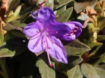 Rhododendron 'Violetta', 25-30 cm, Rhododendron impeditum 'Violetta', Containerware