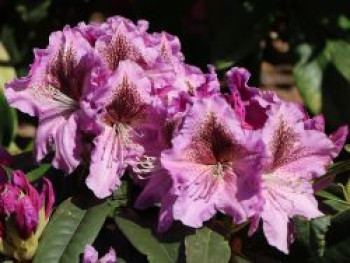 Rhododendron &#8218;Violette Funken&#8216;, 30-40 cm, Rhododendron Hybride &#8218;Violette Funken&#8216;, Containerware