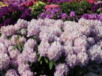 Rhododendron 'Virginia Delp', 30-40 cm, Rhododendron Hybride 'Virginia Delp', Containerware