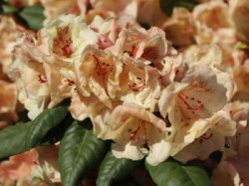 Rhododendron &#8218;Viscy&#8216;, 30-40 cm, Rhododendron Hybride &#8218;Viscy&#8216;, Containerware