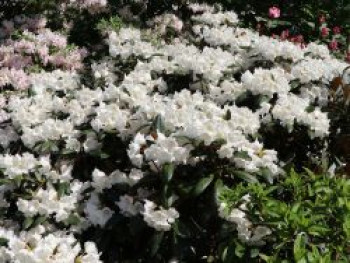 Rhododendron 'Volce', 20-30 cm, Rhododendron bureavii 'Volce', Containerware