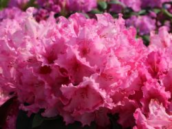 Rhododendron 'Walküre' ®, 30-40 cm, Rhododendron Hybride 'Walküre' ®, Containerware