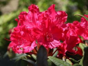 Rhododendron 'Weinlese', 25-30 cm, Rhododendron smirnowii 'Weinlese', Containerware