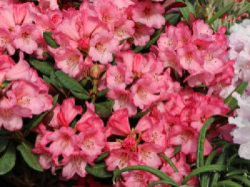 Rhododendron &#8218;Wine and Roses&#8216;, 25-30 cm, Rhododendron neriiflorum &#8218;Wine and Roses&#8216;, Containerware