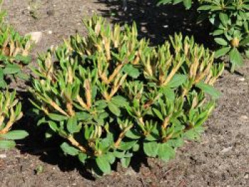 Rhododendron 'Wolly Dane', 30-40 cm, Rhododendron taliense 'Wolly Dane', Containerware