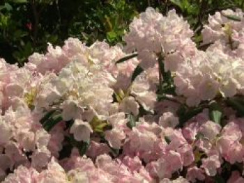 Rhododendron 'Yaku Queen', 30-40 cm, Rhododendron yakushimanum 'Yaku Queen', Containerware