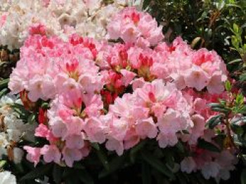 Rhododendron 'Yaku Sunrise', 25-30 cm, Rhododendron yakushimanum 'Yaku Sunrise', Containerware