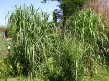 Riesen Chinaschilf 'Aksel Olsen', Miscanthus x giganteus 'Aksel Olsen', Containerware