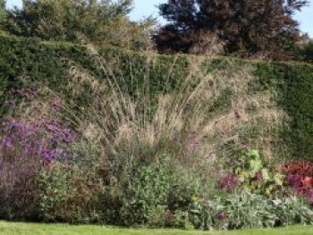 Riesen Federgras, Stipa gigantea, Topfware