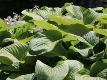 Riesen-Funkie 'Tom Rex', Hosta x cultorum 'Tom Rex', Topfware