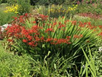 Riesen-Montbretie, Crocosmia paniculata, Topfware