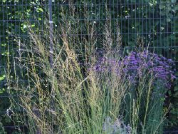 Riesen Pfeifengras 'Karl Foerster', Molinia arundinacea 'Karl Foerster', Containerware