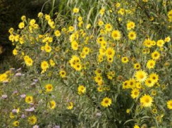 Riesen-Sonnenblume &#8218;Simon Wiesenthal&#8216;, Helianthus giganteus &#8218;Simon Wiesenthal&#8216;, Topfware