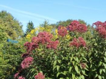 Riesen Wasserdost &#8218;Riesenschirm&#8216;, Eupatorium fistulosum &#8218;Riesenschirm&#8216;, Topfware