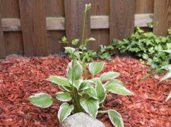 Riesen Weißrand Funkie, Hosta crispula, Topfware