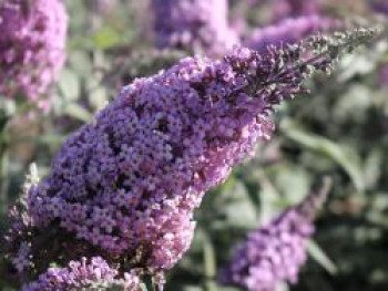 Riesenblütiger Schmetterlingsflieder / Sommerflieder &#8218;Gulliver&#8216;, 15-20 cm, Buddleja davidii &#8218;Gulliver&#8216;, Containerware