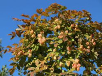 Rispen-Pimpernuss, 30-40 cm, Staphylea pinnata, Containerware