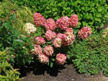 Rispenhortensie &#8218;Bloody Marie&#8216; ®, Hydrangea paniculata &#8218;Bloody Marie&#8216; ®, Containerware