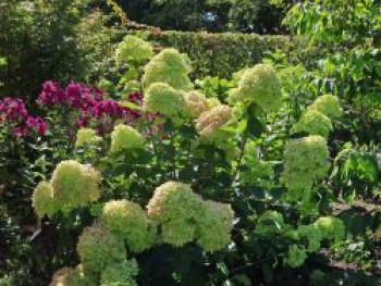 Rispenhortensie &#8218;Bobo&#8216; / &#8218;IIvobo&#8216;, 30-40 cm, Hydrangea paniculata &#8218;Bobo&#8216; / &#8218;Ilvobo&#8216;, Containerware