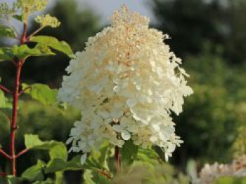 Rispenhortensie &#8218;Bombshell&#8216; ®, 30-40 cm, Hydrangea paniculata &#8218;Bombshell&#8216; ®, Containerware