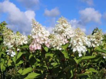 Rispenhortensie &#8218;Candlelight&#8216; ®, 20-30 cm, Hydrangea paniculata &#8218;Candlelight&#8216; ®, Containerware