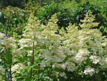 Rispenhortensie 'Confetti', 40-60 cm, Hydrangea paniculata 'Confetti', Containerware