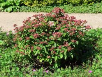 Rispenhortensie &#8218;Dharuma&#8216;, 20-30 cm, Hydrangea paniculata &#8218;Dharuma&#8216;, Containerware