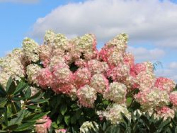 Rispenhortensie 'Diamant Rouge', 20-30 cm, Hydrangea paniculata 'Diamant Rouge', Containerware