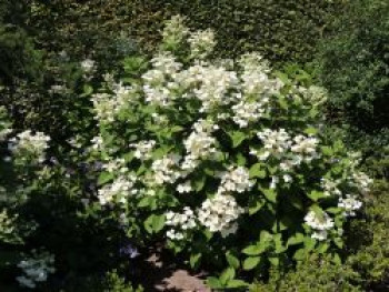 Rispenhortensie 'Early Sensation' ®, 20-30 cm, Hydrangea paniculata 'Early Sensation' ®, Containerware