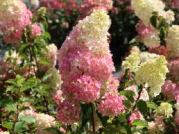 Rispenhortensie 'Fraise Melba', 10-20 cm, Hydrangea paniculata 'Fraise Melba', Topfware