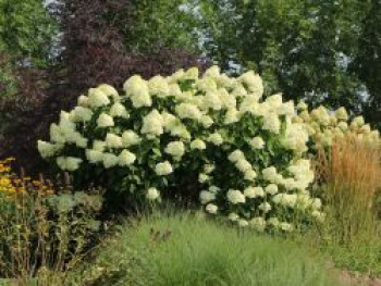 Rispenhortensie 'Grandiflora', 30-40 cm, Hydrangea paniculata 'Grandiflora', Containerware