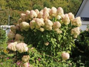 Rispenhortensie &#8218;Hercules&#8216;, 20-30 cm, Hydrangea paniculata &#8218;Hercules&#8216;, Containerware