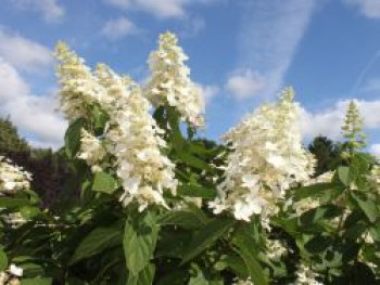 Rispenhortensie 'Kyushu', 100-125 cm, Hydrangea paniculata 'Kyushu', Containerware