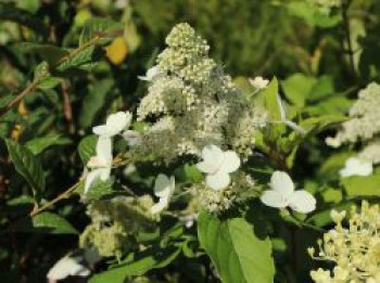 Rispenhortensie &#8218;Levana&#8216;, 40-60 cm, Hydrangea paniculata &#8218;Levana&#8216;, Containerware