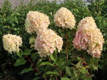 Rispenhortensie 'Lime Light Prime' ®, 40-60 cm, Hydrangea paniculata 'Lime Light Prime' ®, Containerware