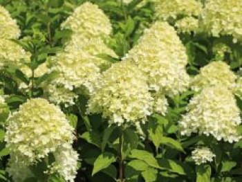 Rispenhortensie 'Limelight', 100-125 cm, Hydrangea paniculata 'Limelight', Containerware