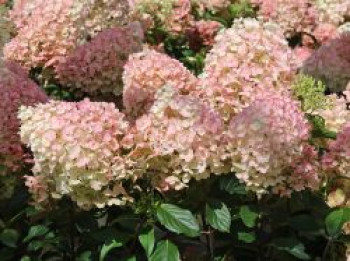 Rispenhortensie &#8218;Living Little Blossom&#8216;, Hydrangea paniculata &#8218;Living Little Blossom&#8216;, Containerware