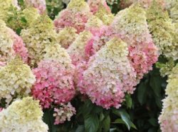 Rispenhortensie &#8218;Living Pinky Promise&#8216; ®, Hydrangea paniculata &#8218;Living Pinky Promise&#8216; ®, Containerware