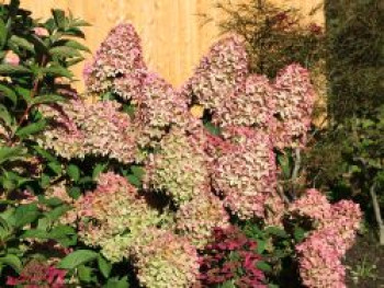 Rispenhortensie 'Magical Candle' ®, 20-30 cm, Hydrangea paniculata 'Magical Candle' ®, Containerware