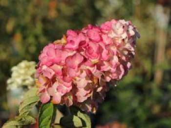 Rispenhortensie &#8218;Magical Fire&#8216;, 20-30 cm, Hydrangea paniculata &#8218;Magical Fire&#8216;, Containerware