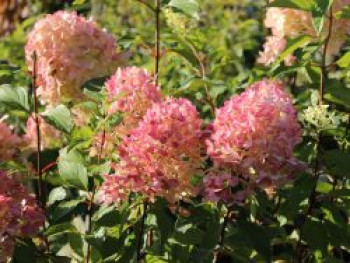 Rispenhortensie &#8218;Magical Flame&#8216; ®, 40-60 cm, Hydrangea paniculata &#8218;Magical Flame&#8216; ®, Containerware