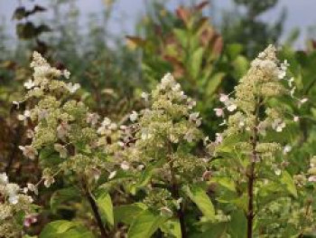 Rispenhortensie &#8218;Magical Himalaya&#8216;, Hydrangea paniculata &#8218;Magical Himalaya&#8216;, Containerware